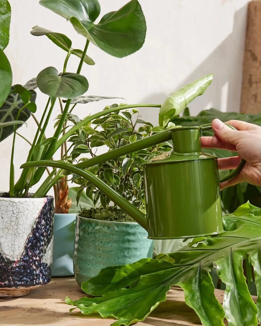 Indoor Pot Waterer (2 Pint) - Fern Green - BRIT LOCKER