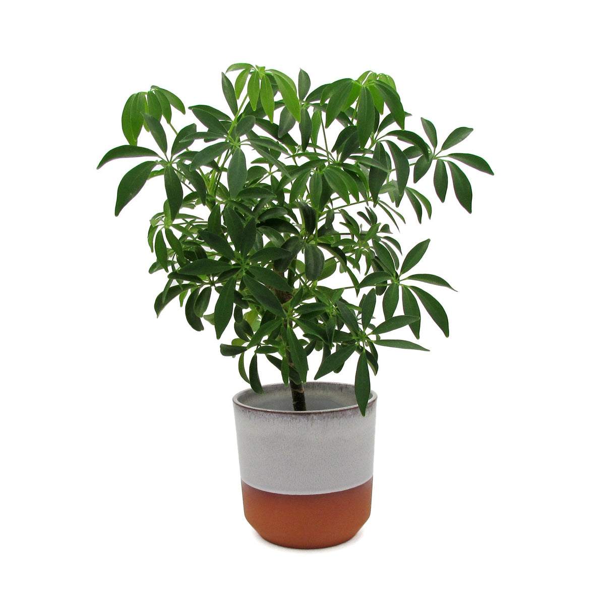 Cache Indoor Plant Pot - Oyster Terracotta - BRIT LOCKER